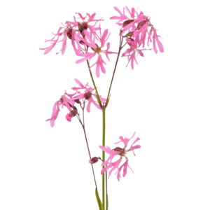 Firletka poszarpana