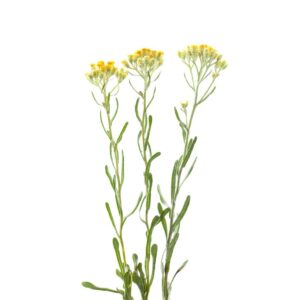 Kocanki piaskowe