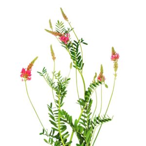 Sparceta piaskowa
